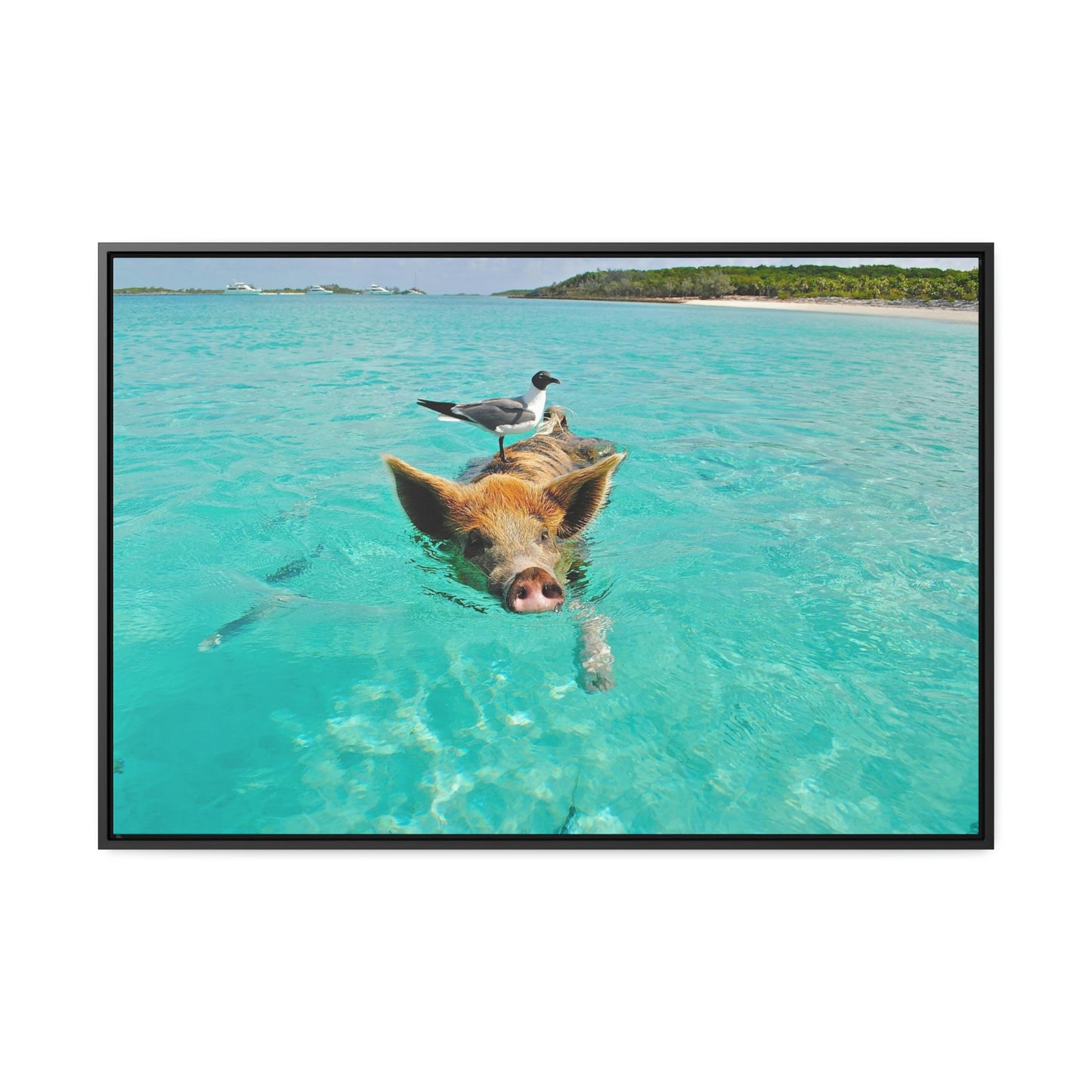 Ocean hog - Gallery Canvas Wraps, Horizontal Frame