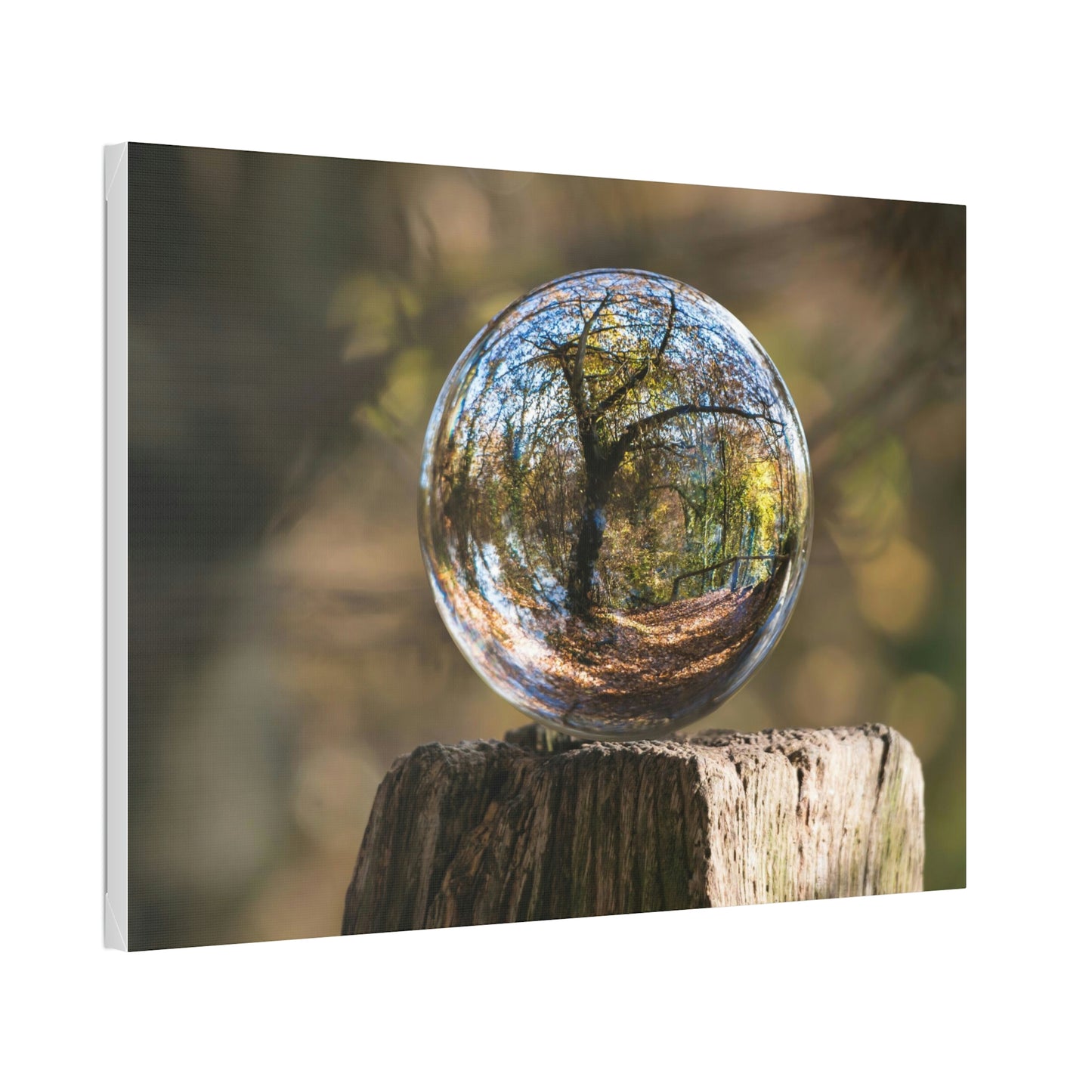 Forest, Globe, Trees, Nature, Forest Globe - Polyester Canvas
