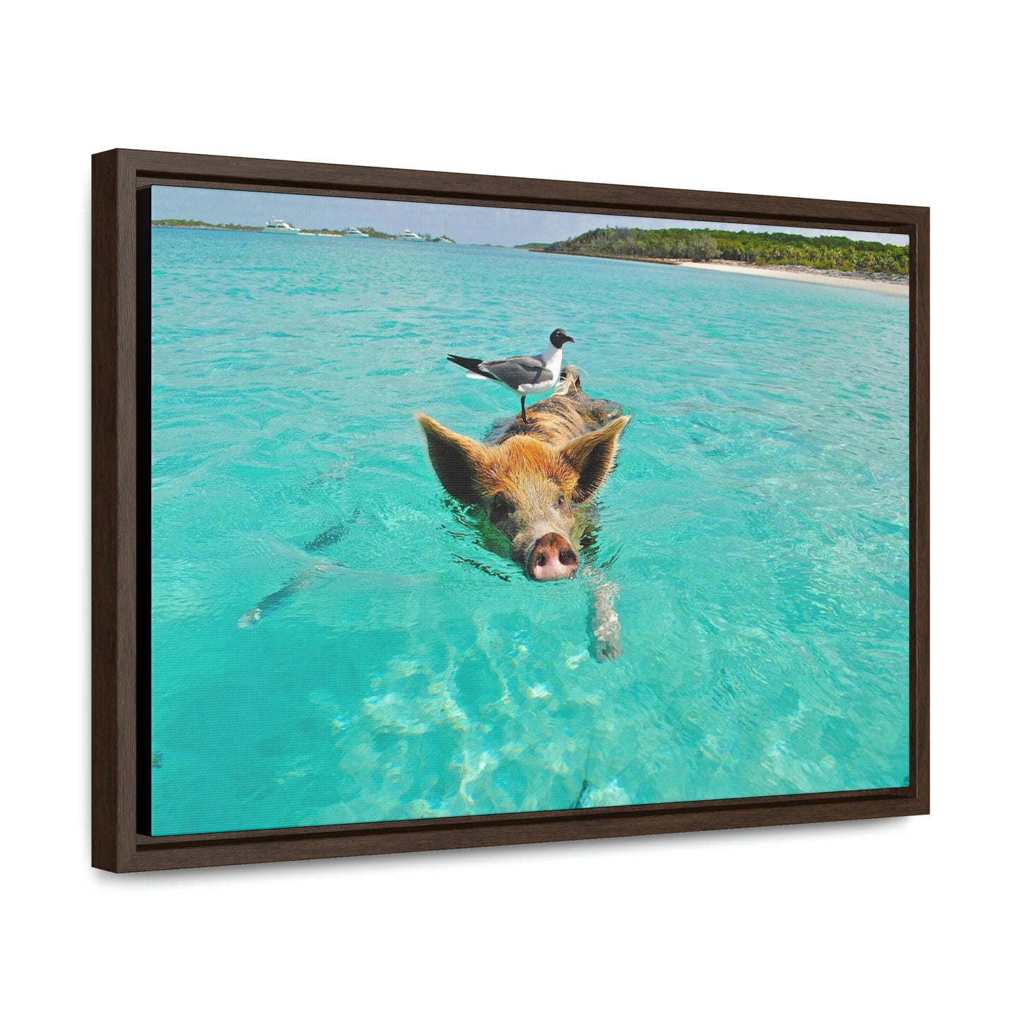 Ocean hog - Gallery Canvas Wraps, Horizontal Frame