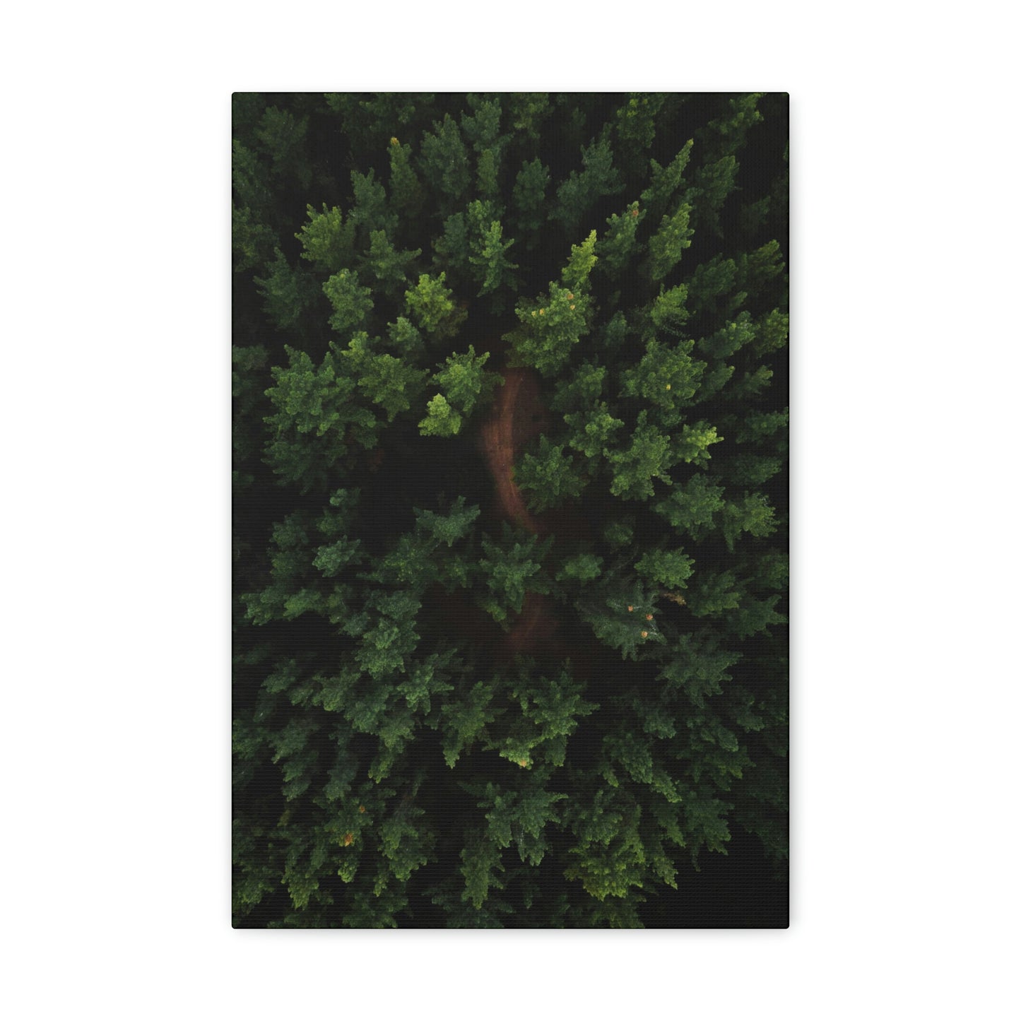 Forest eagle-view - Canvas Gallery Wraps