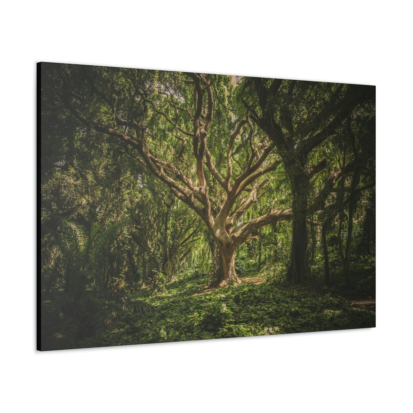 Forest - Tree Canvas Gallery Wraps