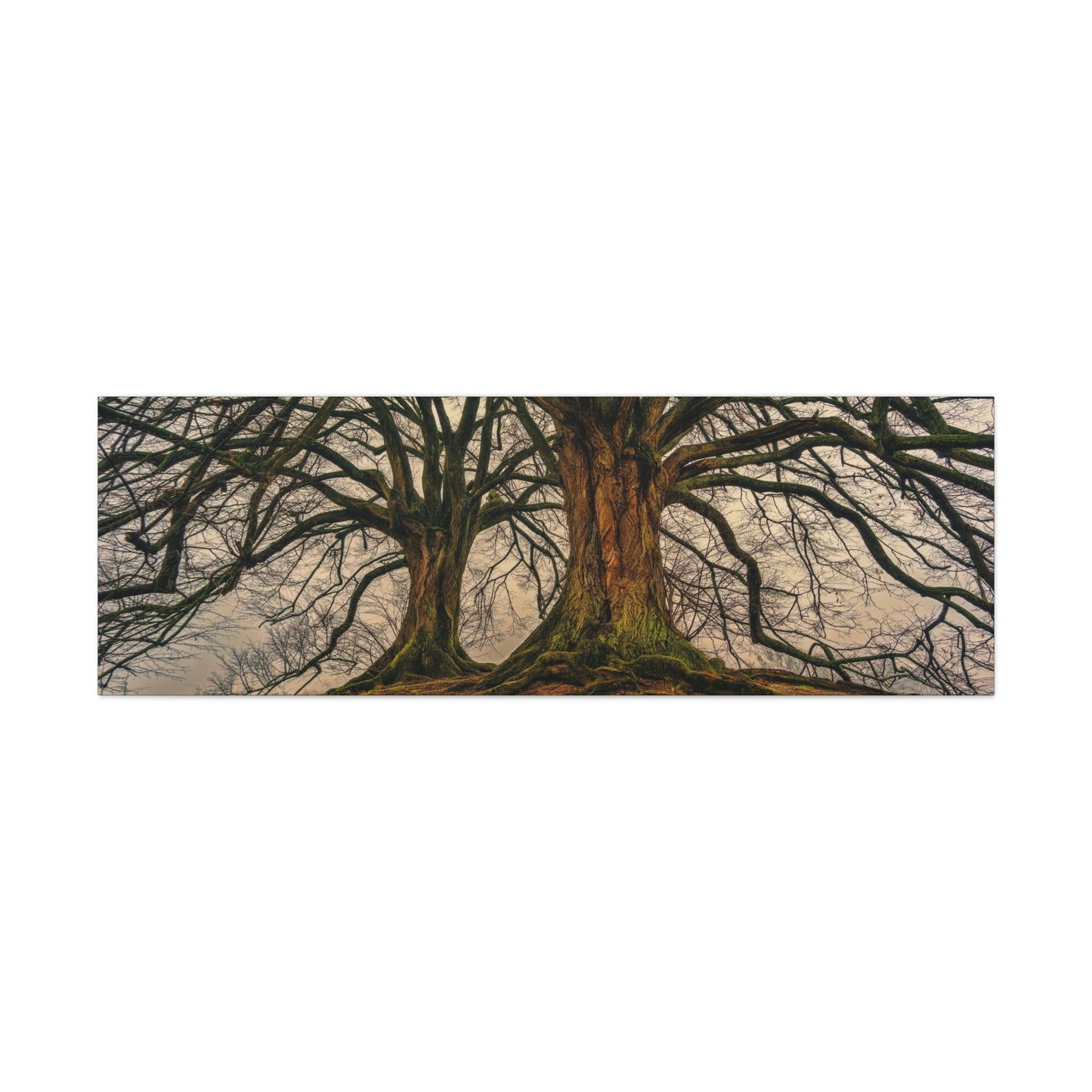 Dark Trees - Nature, Trees, Dark Canvas Gallery Wraps