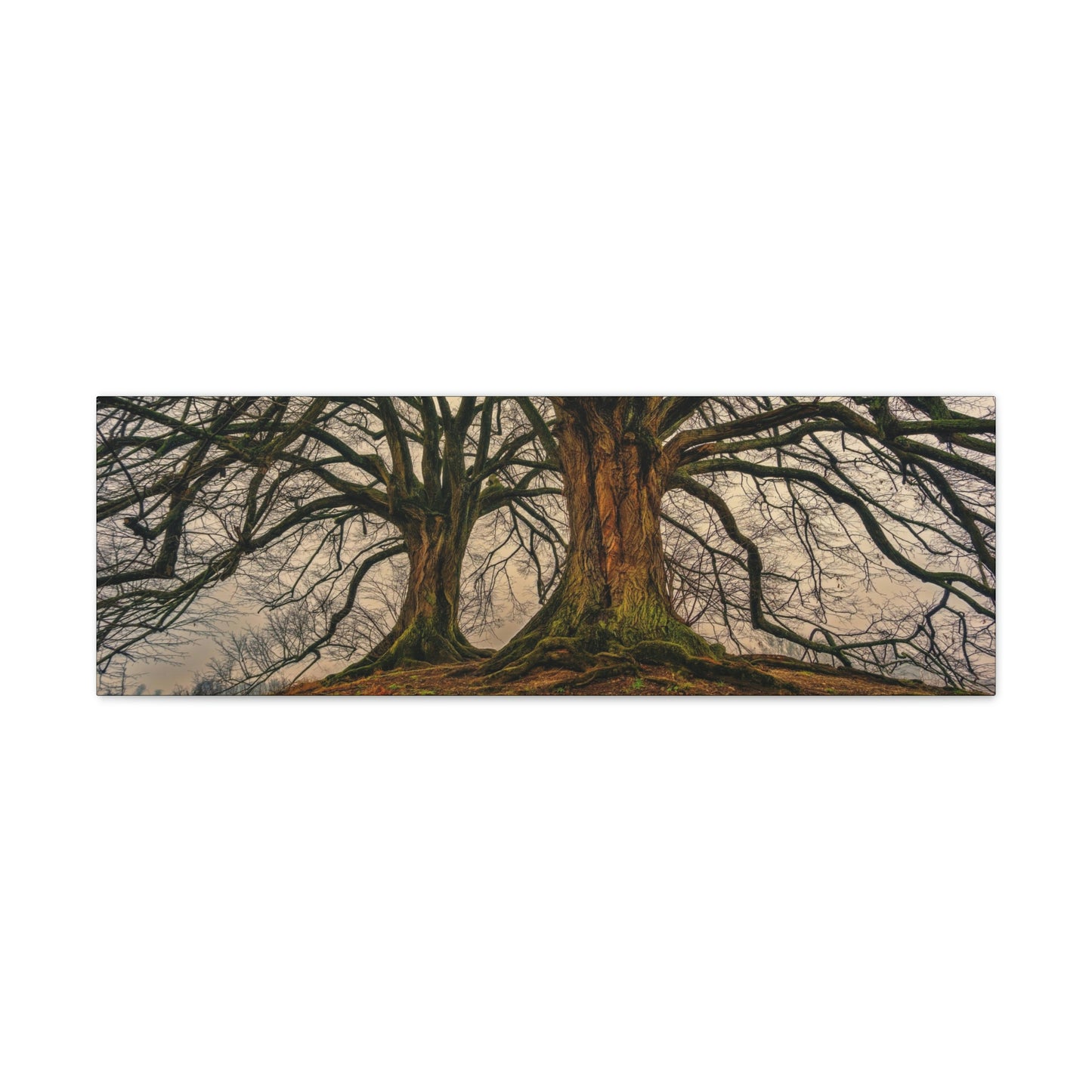 Dark Trees - Nature, Trees, Dark Canvas Gallery Wraps