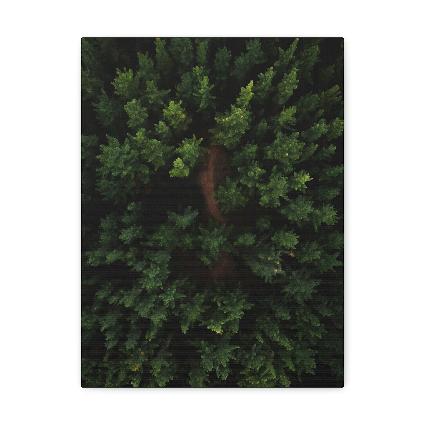 Forest eagle-view - Canvas Gallery Wraps