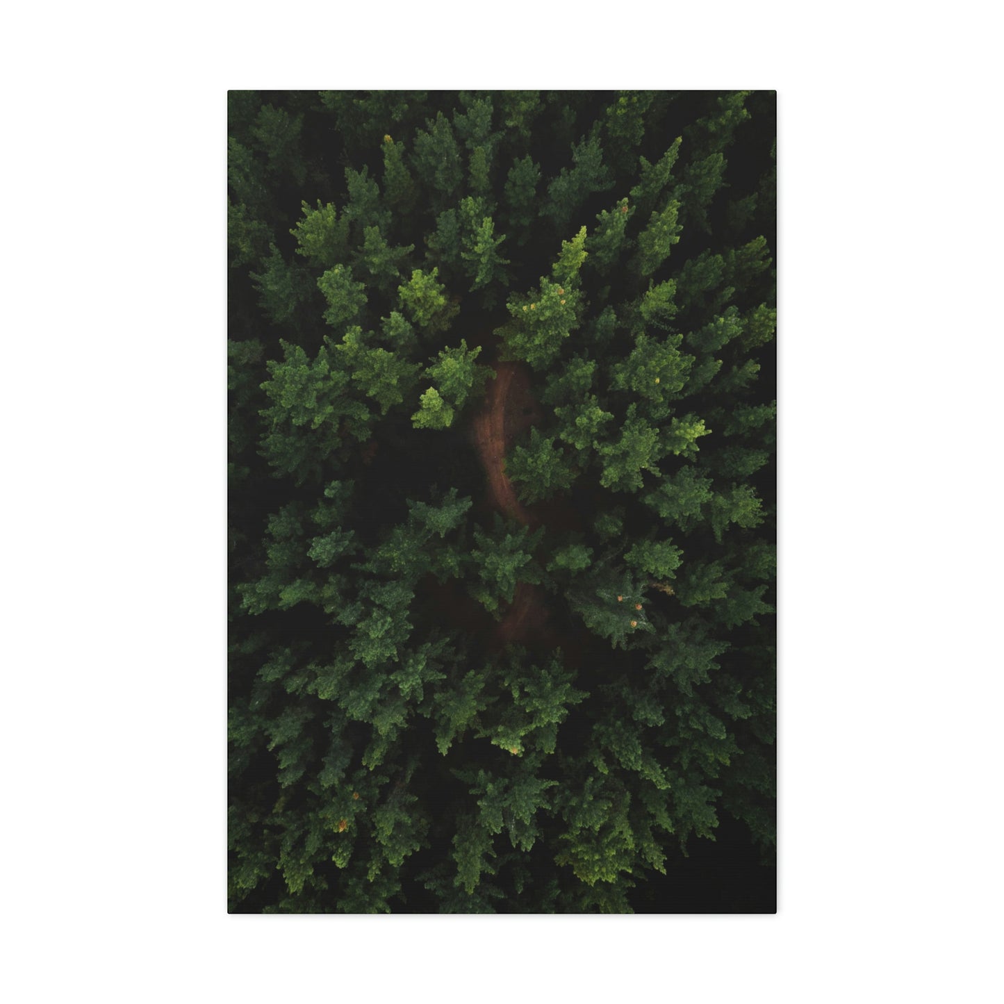Forest eagle-view - Canvas Gallery Wraps