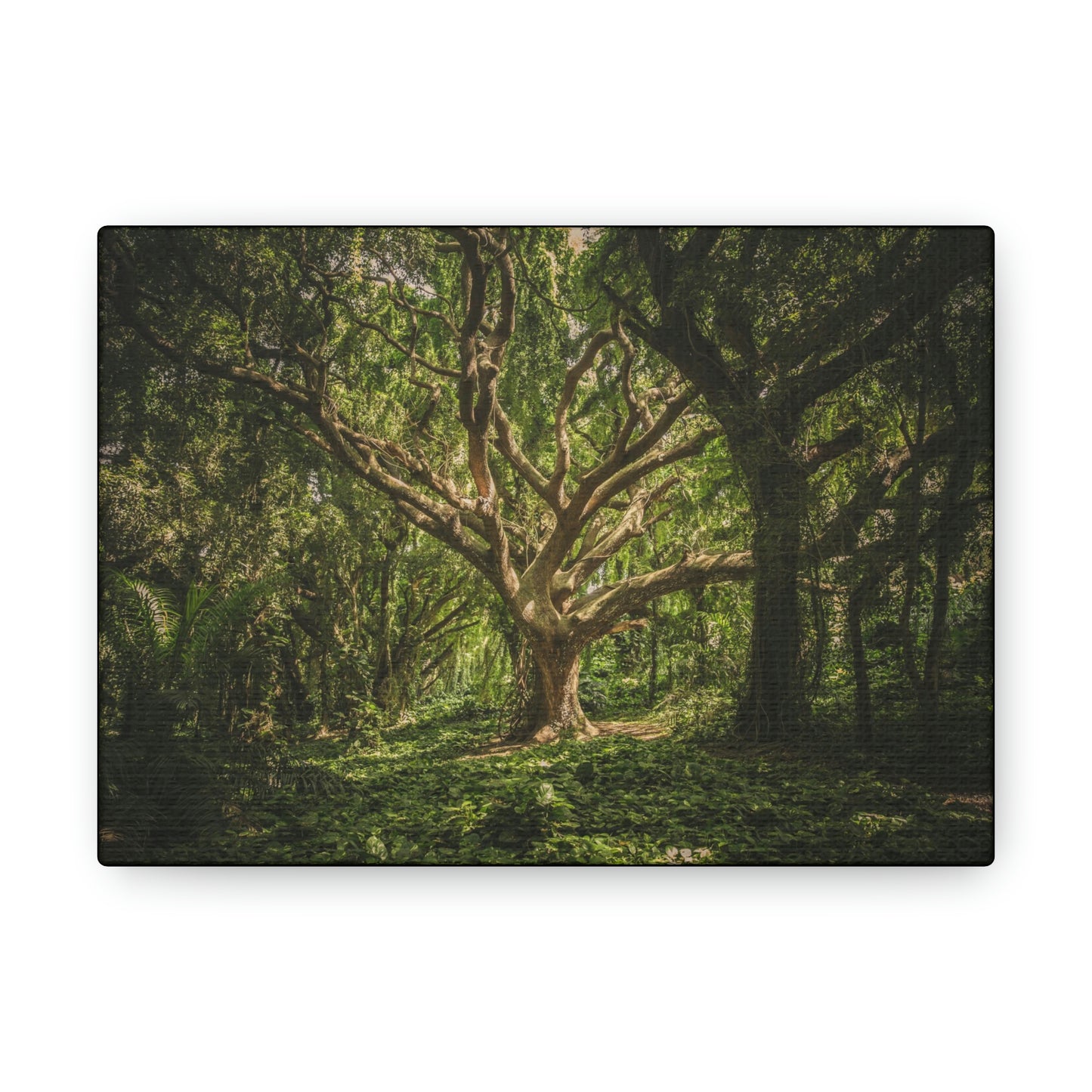 Forest - Tree Canvas Gallery Wraps