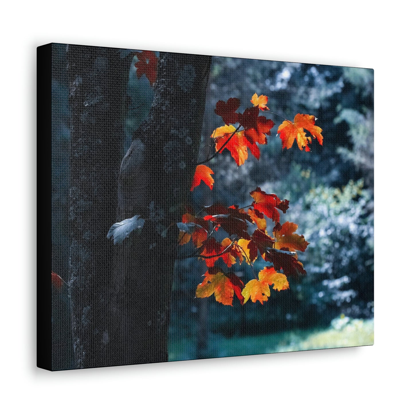 The last Leaves, Fall, Foliage, Nature, Forest - Canvas Gallery Wraps