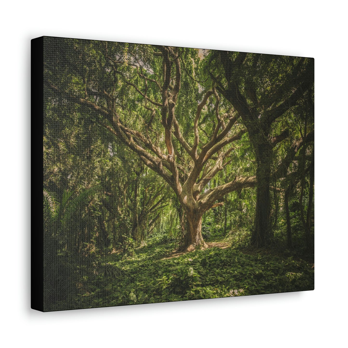 Forest - Tree Canvas Gallery Wraps