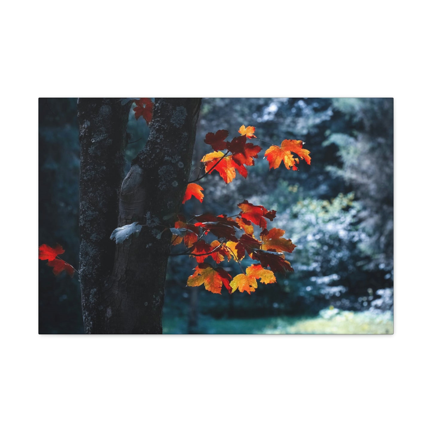 The last Leaves, Fall, Foliage, Nature, Forest - Canvas Gallery Wraps