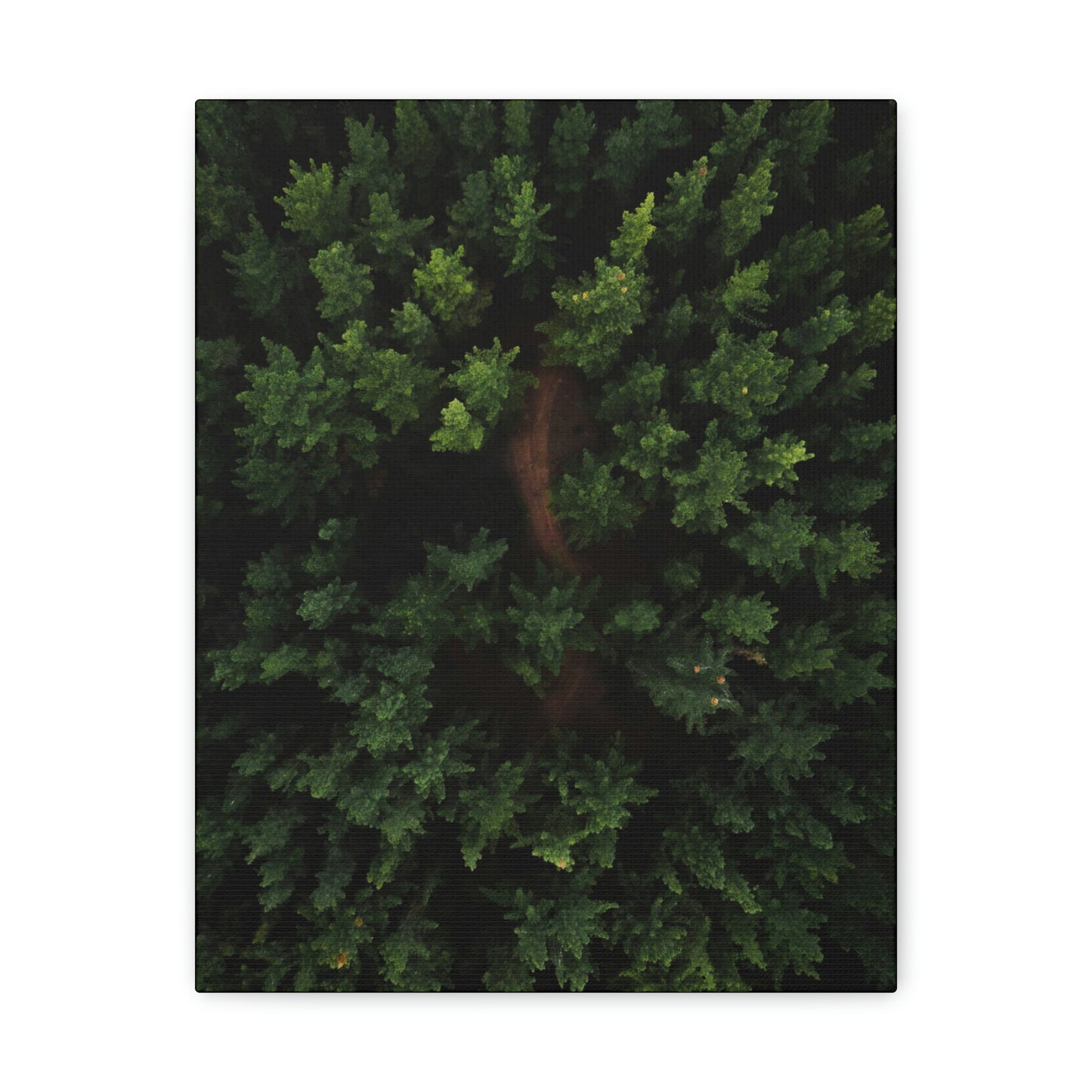 Forest eagle-view - Canvas Gallery Wraps