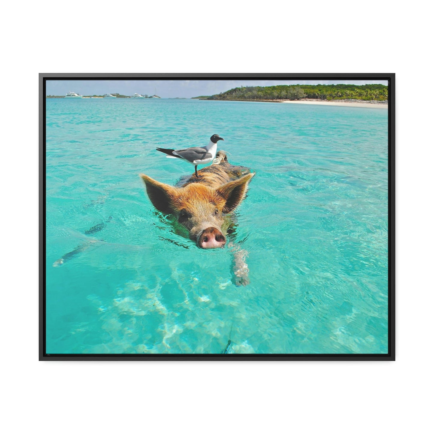 Ocean hog - Gallery Canvas Wraps, Horizontal Frame