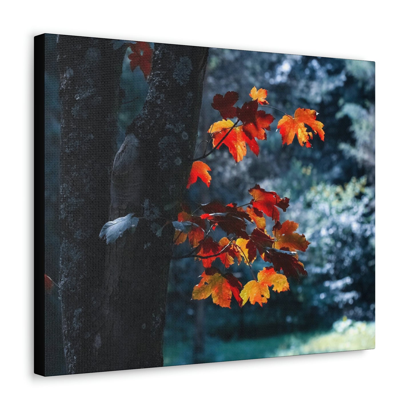 The last Leaves, Fall, Foliage, Nature, Forest - Canvas Gallery Wraps