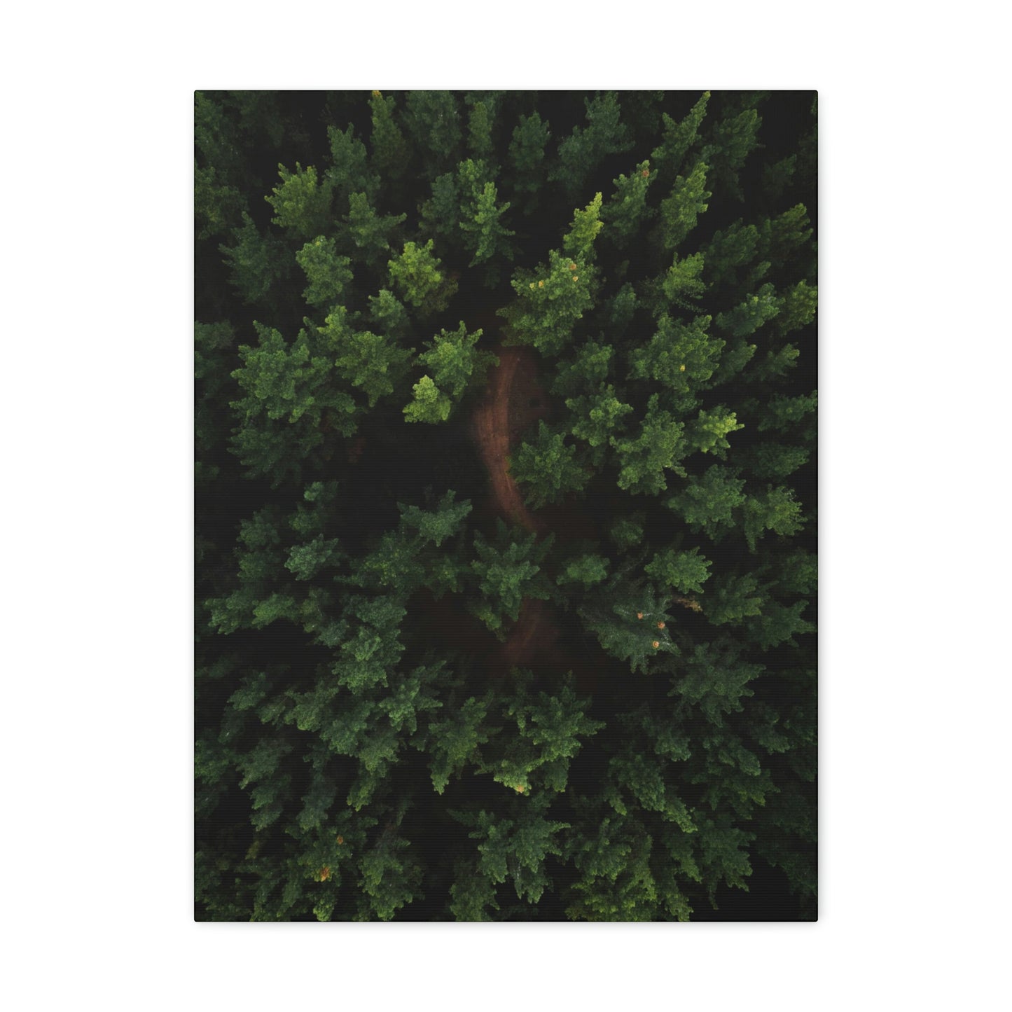 Forest eagle-view - Canvas Gallery Wraps
