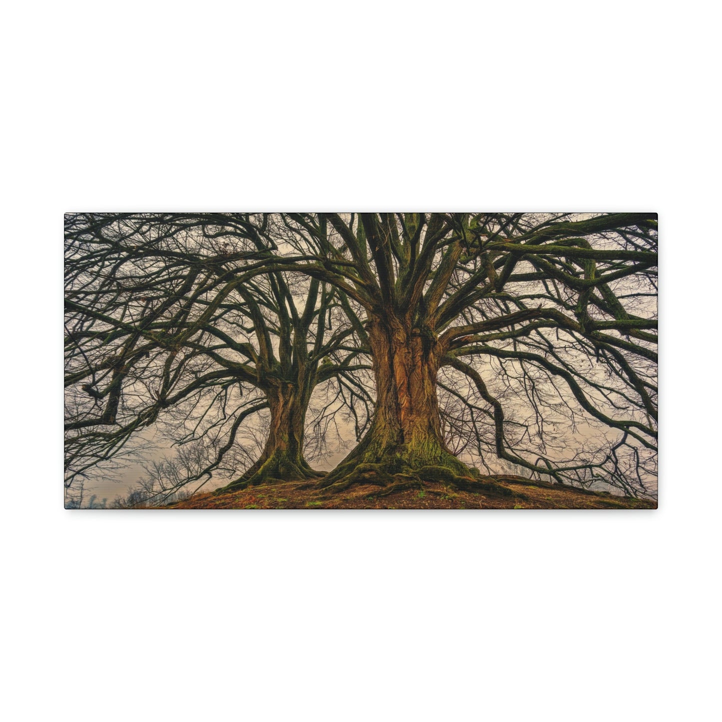 Dark Trees - Nature, Trees, Dark Canvas Gallery Wraps