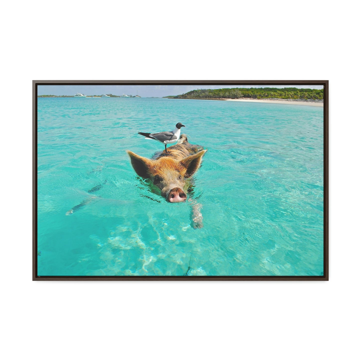 Ocean hog - Gallery Canvas Wraps, Horizontal Frame