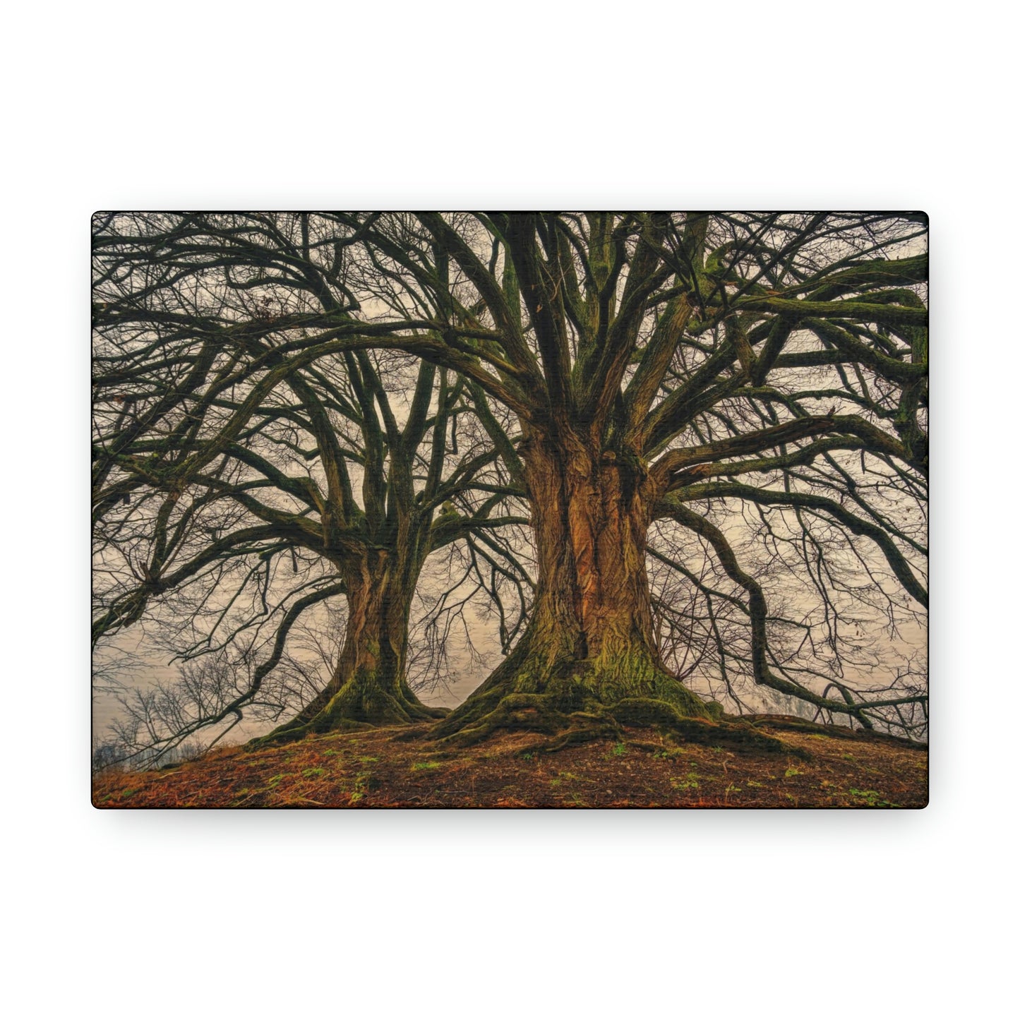 Dark Trees - Nature, Trees, Dark Canvas Gallery Wraps