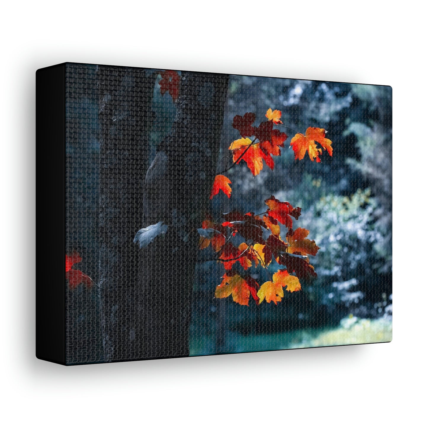 The last Leaves, Fall, Foliage, Nature, Forest - Canvas Gallery Wraps