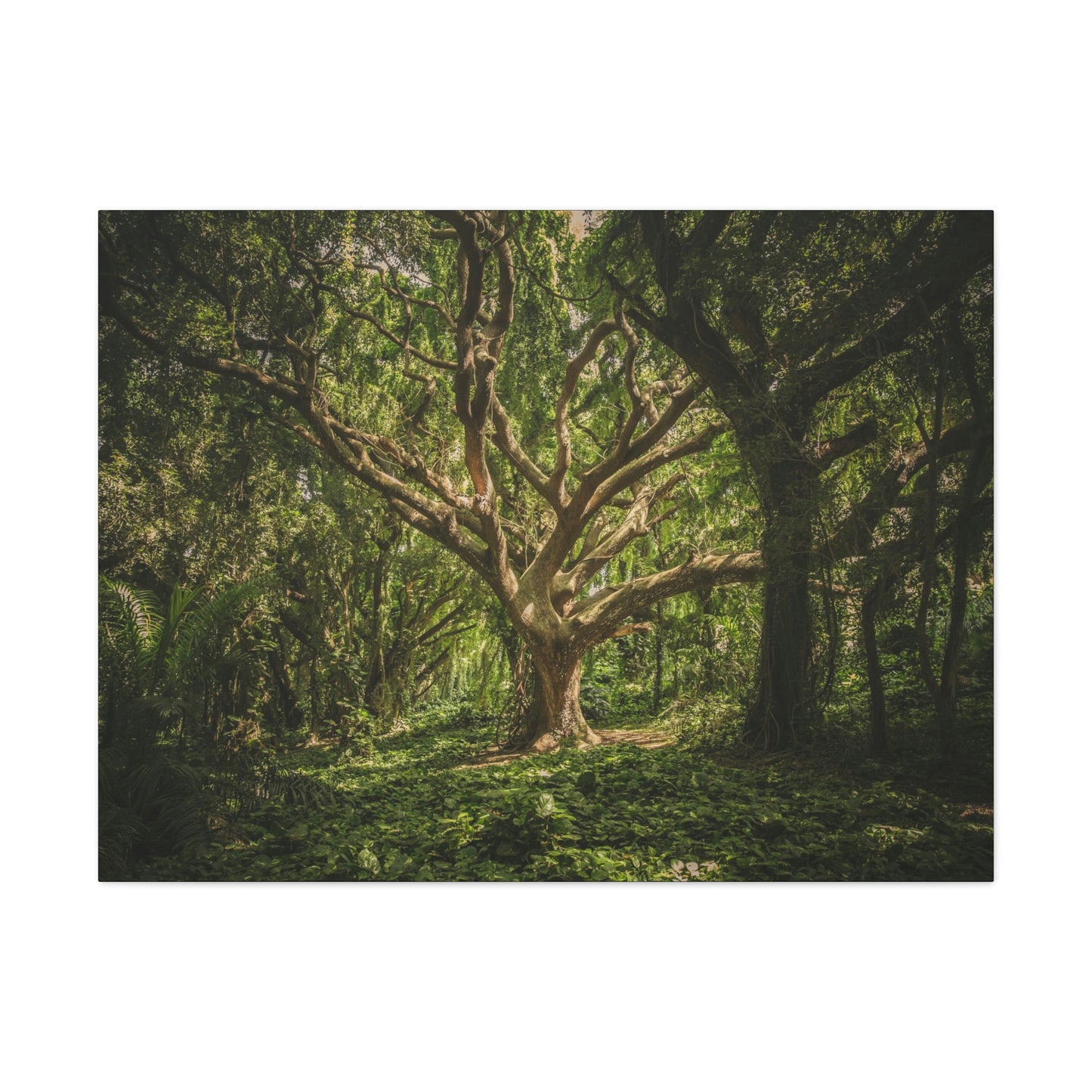 Forest - Tree Canvas Gallery Wraps