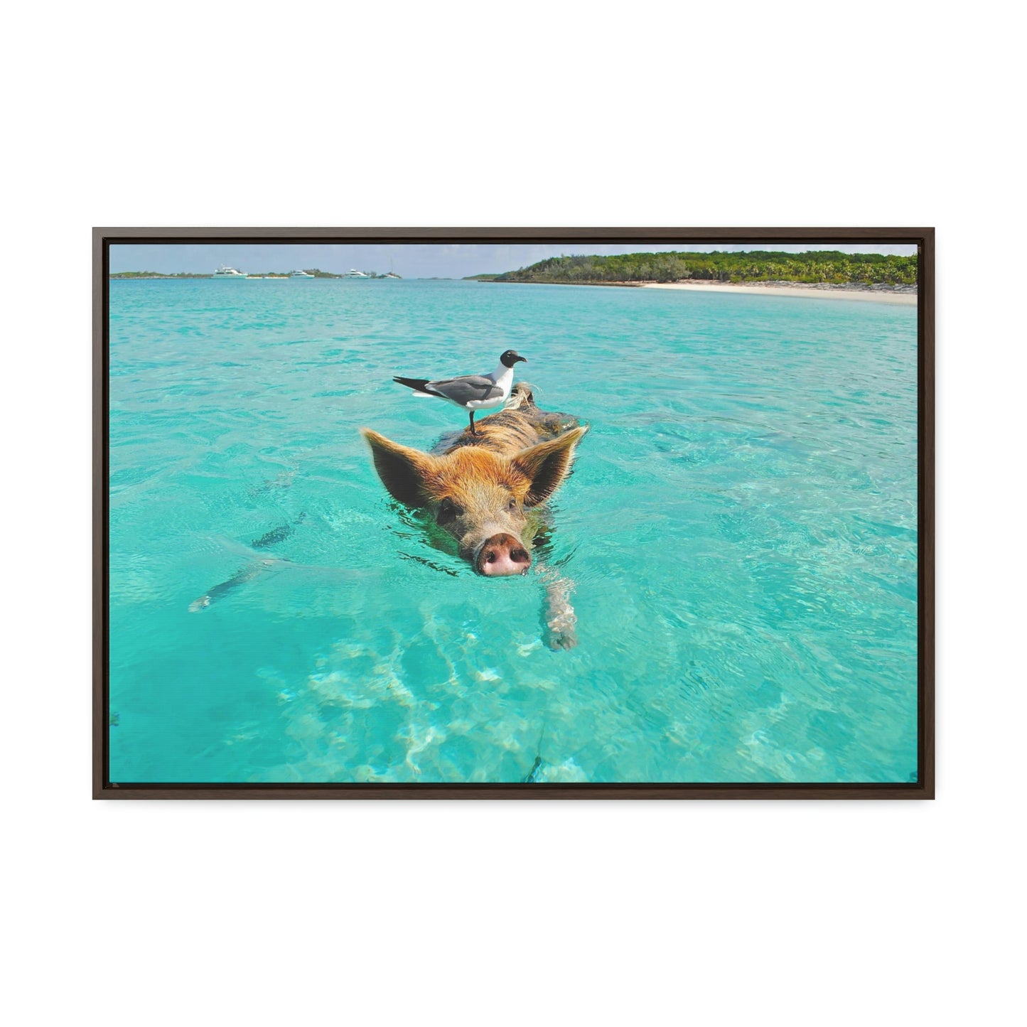 Ocean hog - Gallery Canvas Wraps, Horizontal Frame