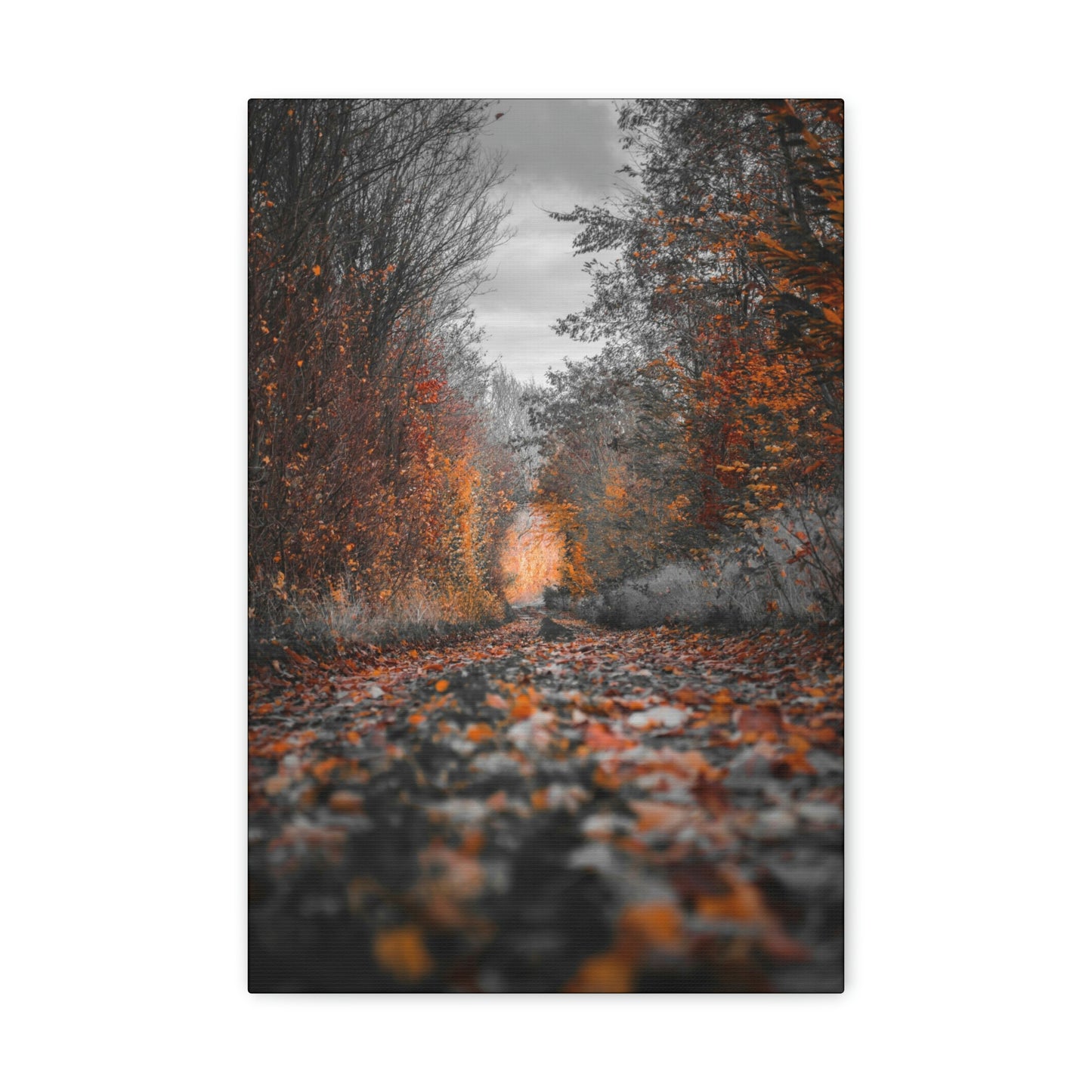 Fall road - Foliage, Nature, Forest, Leaves - Canvas Gallery Wraps