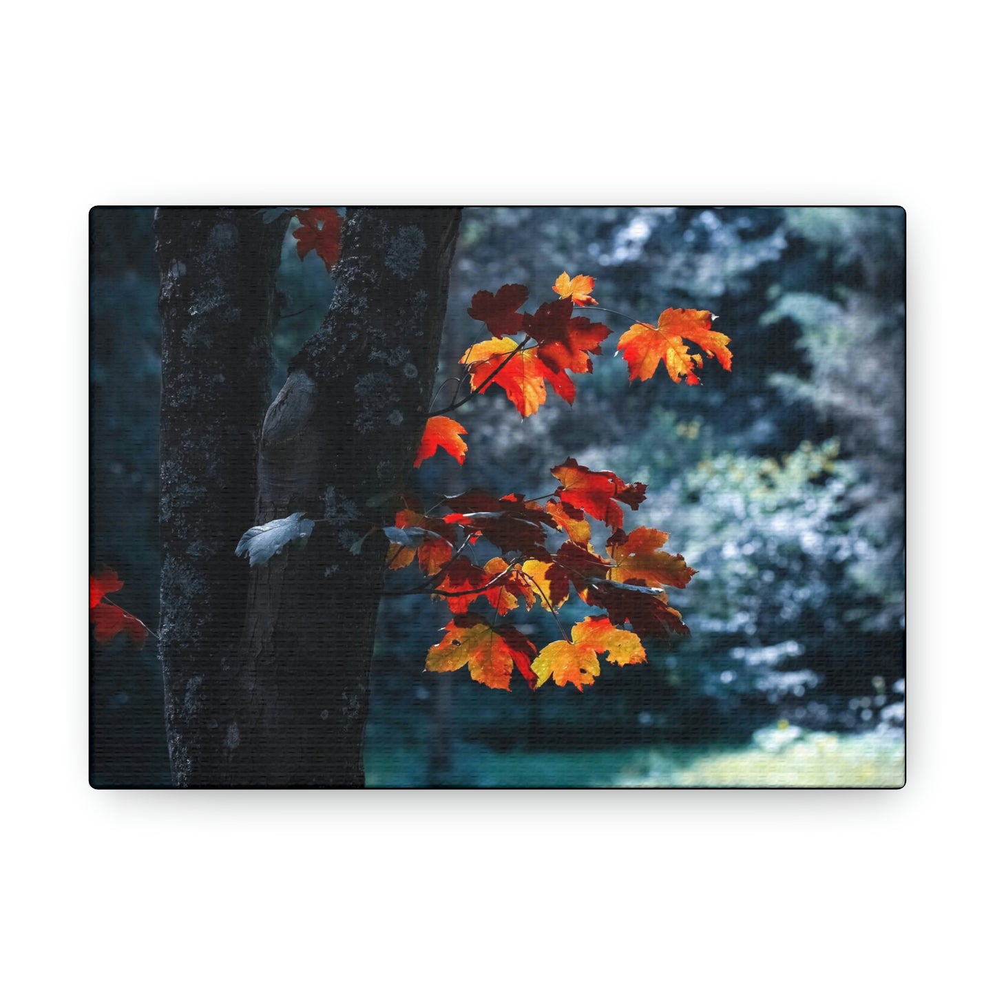 The last Leaves, Fall, Foliage, Nature, Forest - Canvas Gallery Wraps