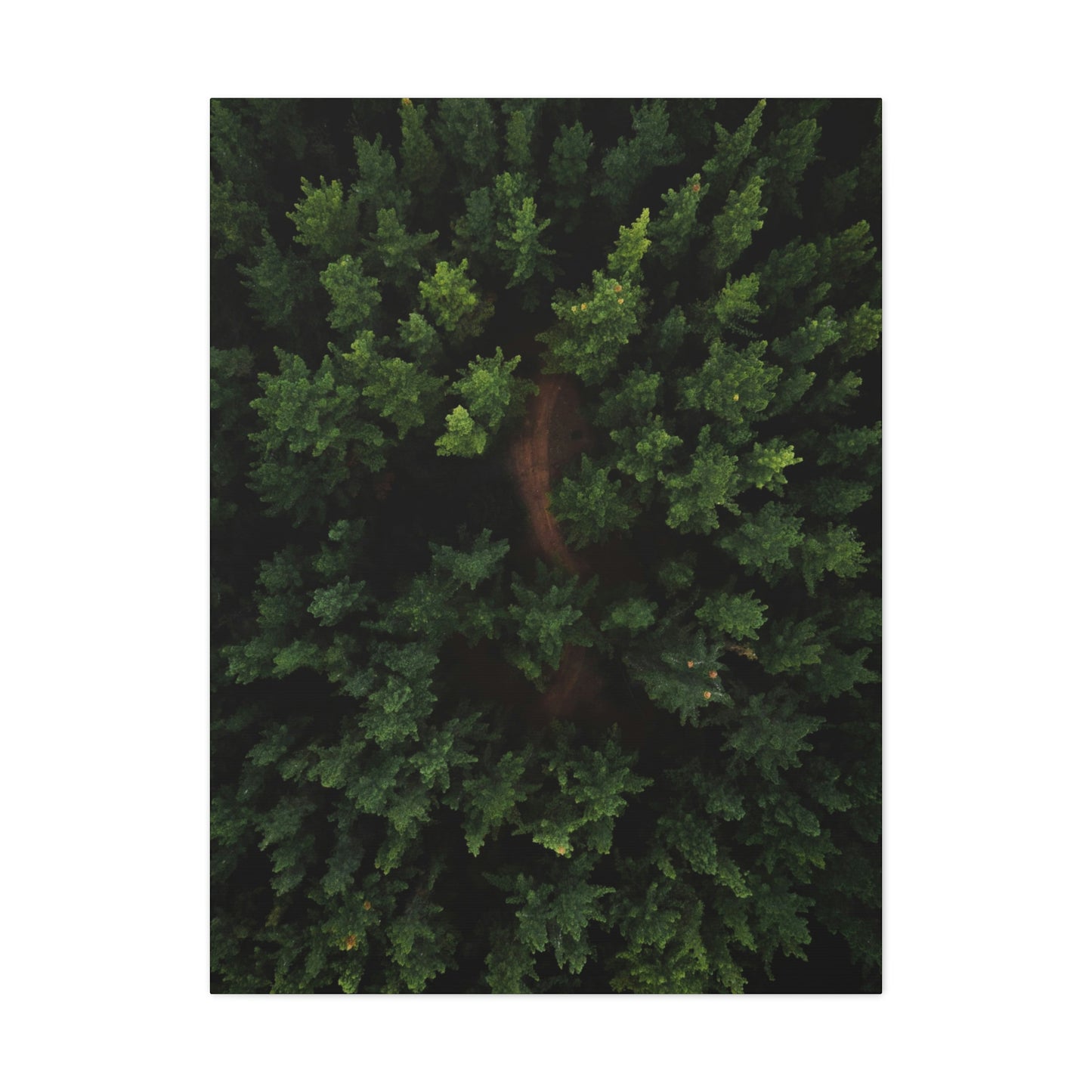 Forest eagle-view - Canvas Gallery Wraps