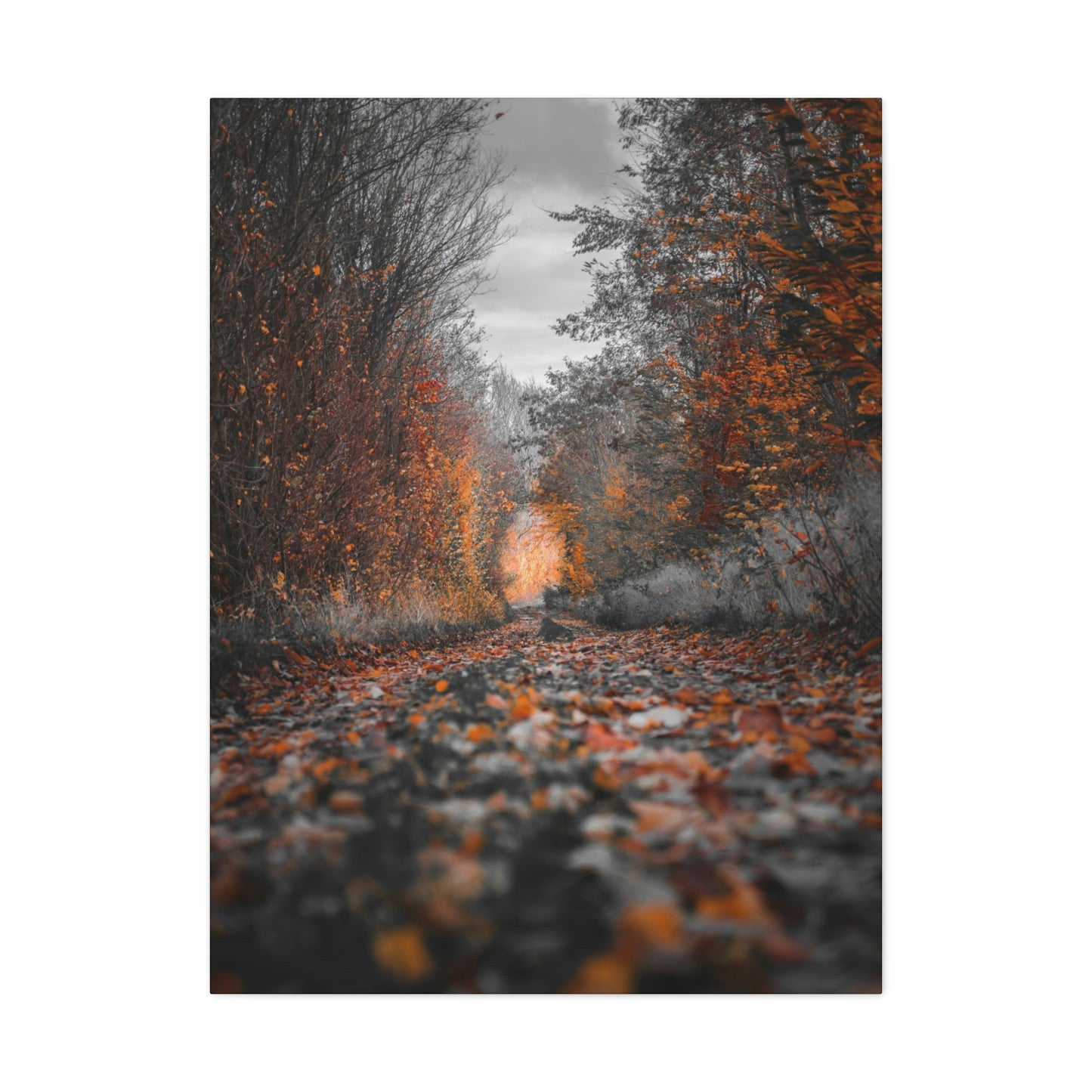Fall road - Foliage, Nature, Forest, Leaves - Canvas Gallery Wraps