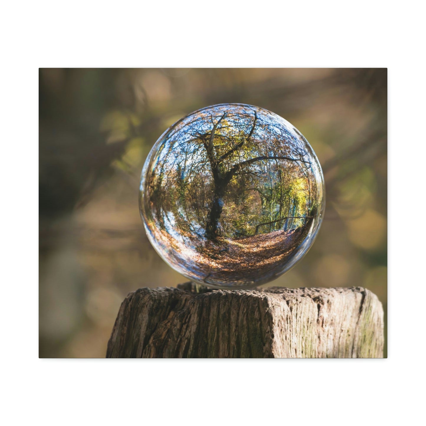 Forest, Globe, Trees, Nature, Forest Globe - Polyester Canvas