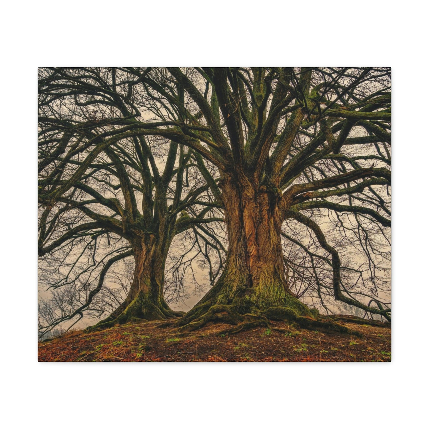 Dark Trees - Nature, Trees, Dark Canvas Gallery Wraps